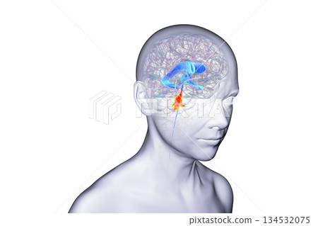 Fourth ventricle of human brain, 3D illustration Fourth ventricle of human brain, 3D illustration 134532075