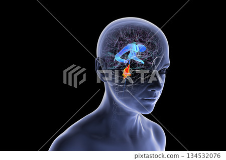 Fourth ventricle of human brain, 3D illustration 134532076