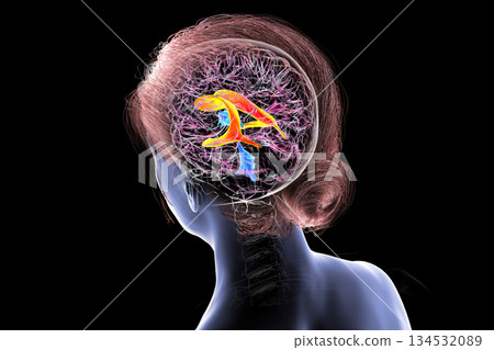 The lateral brain ventricles, 3D illustration The lateral brain ventricles, 3D illustration 134532089