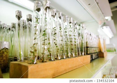 Plant sprouts in test tubes. Plant laboratory, seed bank. 134532104