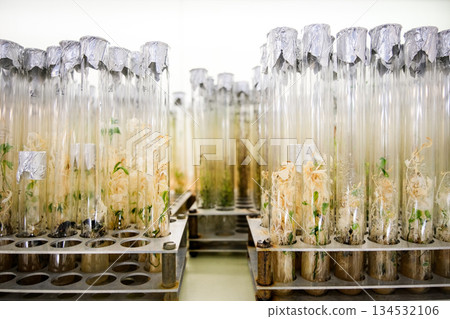 Plant sprouts in test tubes. Plant laboratory, seed bank. Plant sprouts in test tubes. Plant laboratory, seed bank. 134532106