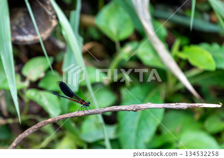 台灣特有種:南投桃米村溪附近的短腹鬼蛇 台灣特有種:南投桃米村溪附近的短腹鬼蛇 134532258