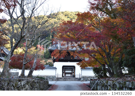 Koshoji Temple Kotozaka in autumn: The mountain gate and maple trees (Uji City, Kyoto Prefecture) 134532260