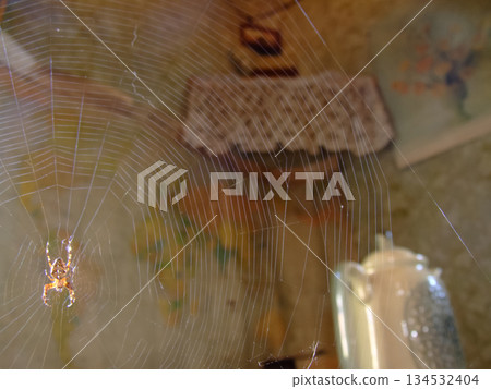 Spider in Delicate Morning Web 134532404