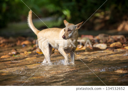 Taiwanese native dogs playing in a stream in Nantou Taiwanese native dogs playing in a stream in Nantou 134532652