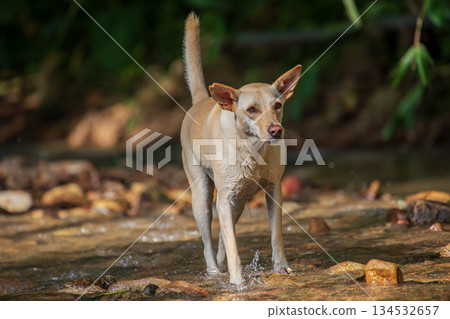 Taiwanese native dogs playing in a stream in Nantou Taiwanese native dogs playing in a stream in Nantou 134532657