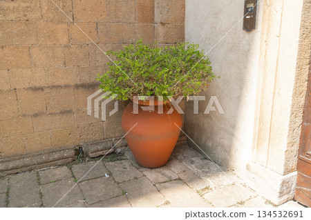 Green plant in clay pot near stone wall and doorway. Minimal Mediterranean exterior detail Green plant in clay pot near stone wall and doorway. Minimal Mediterranean exterior detail 134532691