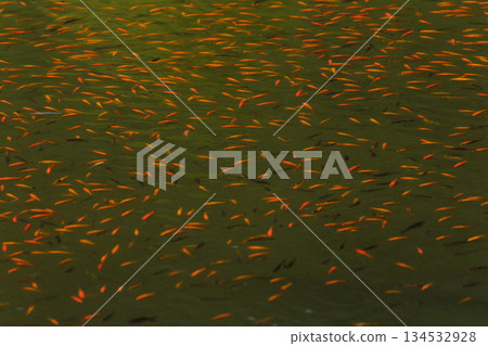 碧綠明池中悠游的金色魚群 134532928