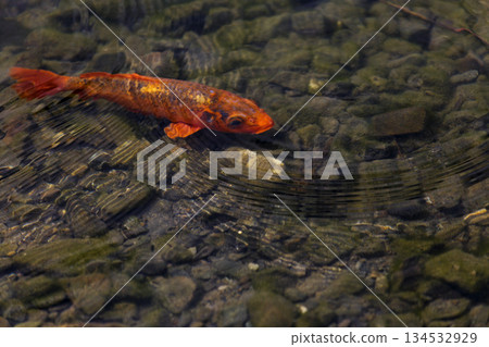 碧綠明池中悠游的金色魚群 134532929