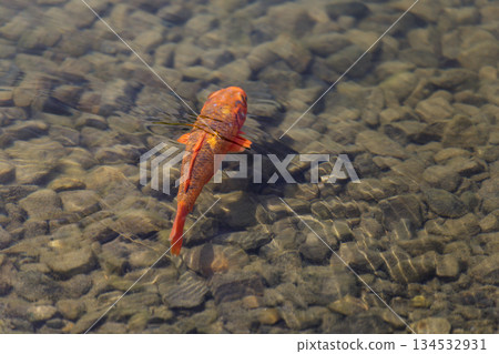 碧綠明池中悠游的金色魚群 134532931