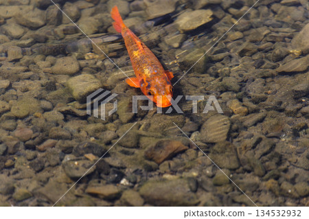 碧綠明池中悠游的金色魚群 134532932