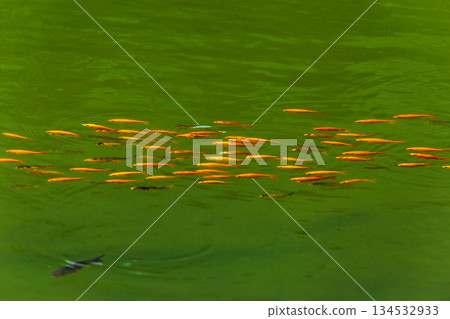 Schools of golden fish swimming leisurely in the emerald green pond 134532933