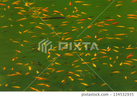 碧綠明池中悠游的金色魚群 碧綠明池中悠游的金色魚群 134532935