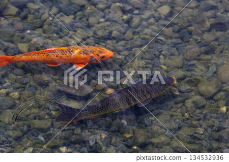 碧綠明池中悠游的金色魚群 碧綠明池中悠游的金色魚群 134532936