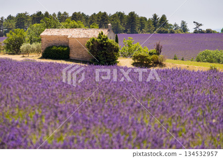 Lavender field and chapel at Entrevennes village, France Lavender field and chapel at Entrevennes village, France 134532957