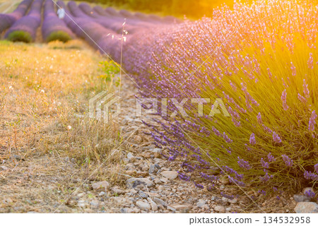 Lavender field at sunset light Lavender field at sunset light 134532958