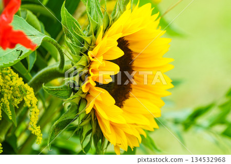 Close up on sunflower Close up on sunflower 134532968