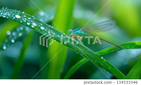 Blue damselfly resting on dew-covered grass blade in vibrant green nature setting 134533346