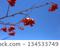 覆蓋著雪的歐洲花楸漿果 134533749