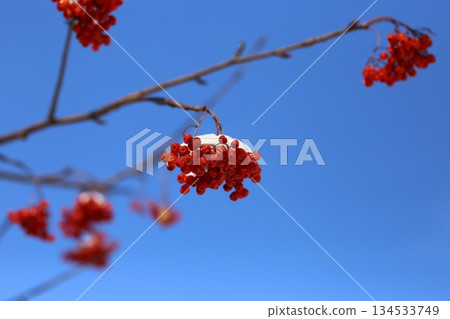 覆蓋著雪的歐洲花楸漿果 覆蓋著雪的歐洲花楸漿果 134533749