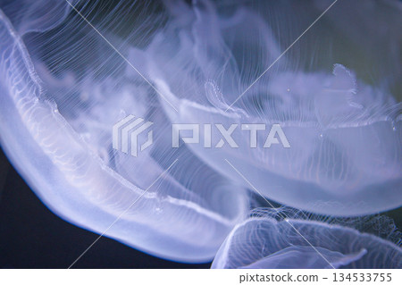 A fantastical underwater scene of floating moon jellyfish A fantastical underwater scene of floating moon jellyfish 134533755