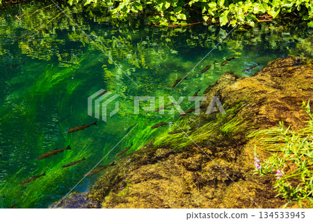 Waterfalls Krka, Croatia. Natural Waterfalls. Krka National Park, Croatia 134533945