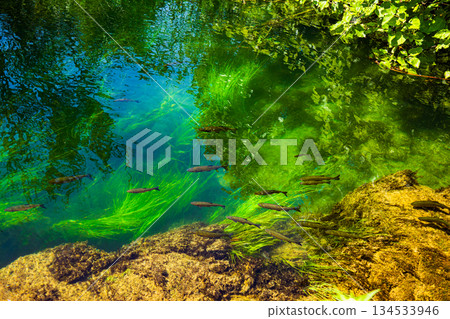 Waterfalls Krka, Croatia. Natural Waterfalls. Krka National Park, Croatia 134533946