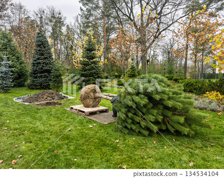 Landscaping service planting evergreen shrub with exposed root system in green lawn surrounded by colorful autumn trees 134534104