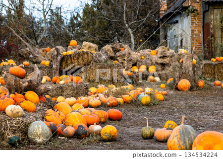 A charming rural farm setting with a bountiful harvest of orange pumpkins displayed on hay for sale 134534224