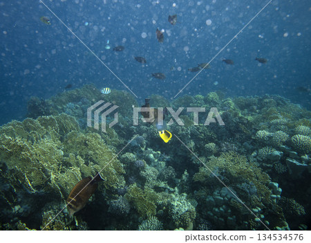 sea fish near coral reef, underwater sea fish near coral reef, underwater 134534576