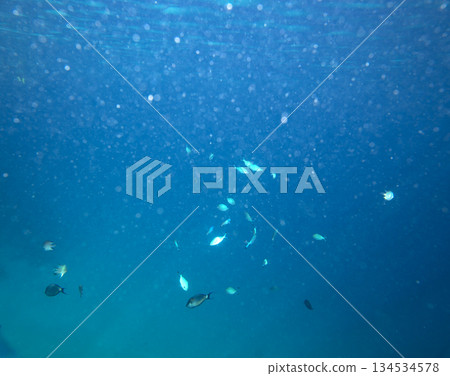 sea fish near coral reef, underwater 134534578
