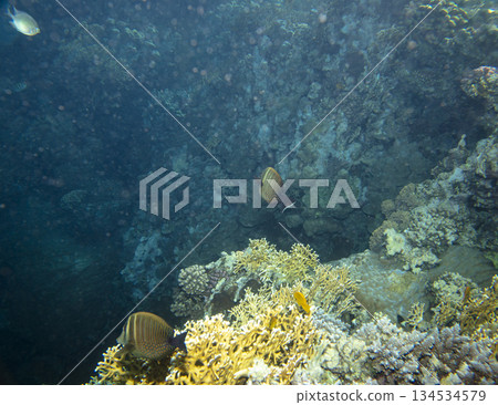 sea fish near coral reef, underwater 134534579