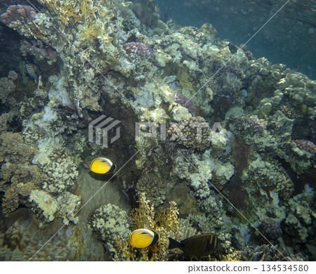sea fish near coral reef, underwater 134534580