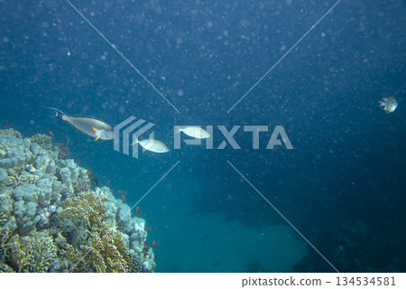 sea fish near coral reef, underwater 134534581