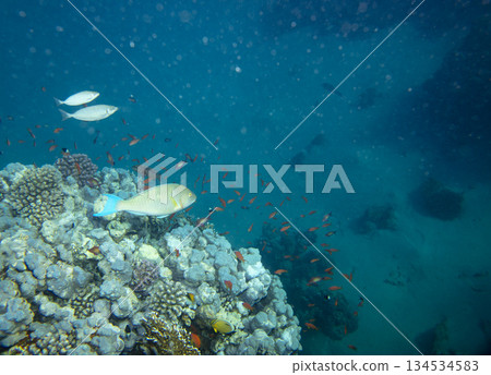 sea fish near coral reef, underwater 134534583