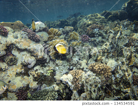 sea fish near coral reef, underwater 134534591