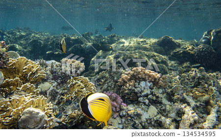 sea fish near coral reef, underwater 134534595