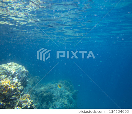 sea fish near coral reef, underwater sea fish near coral reef, underwater 134534603