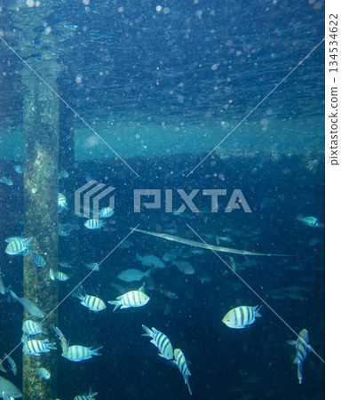 sea fish near coral reef, underwater sea fish near coral reef, underwater 134534622