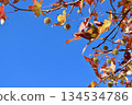 藍天和結滿果實的楓香樹 1 134534786