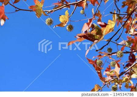 藍天和結滿果實的楓香樹 1 134534786