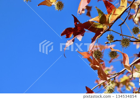 藍天與結滿果實的楓香樹 2 藍天與結滿果實的楓香樹 2 134534854