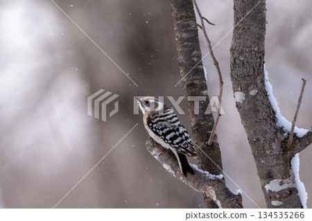 一隻北海道侏啄木鳥佇立在雪林中 134535266