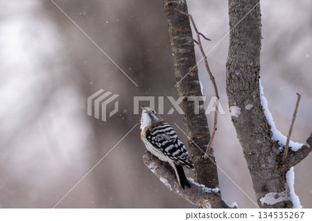 一隻北海道侏啄木鳥佇立在雪林中 134535267
