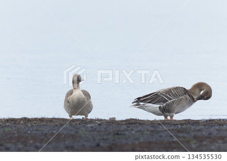 A bean goose resting on the lakeside 134535530