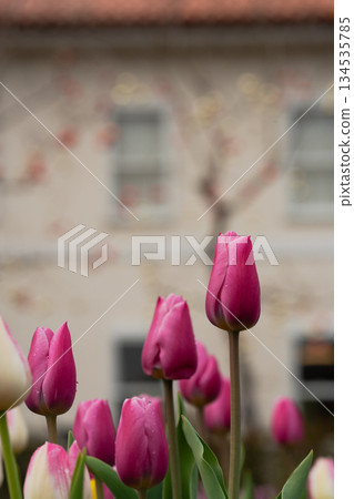 Ice tulips bloom in winter: Pink flowers that stand out against the cityscape Ice tulips bloom in winter: Pink flowers that stand out against the cityscape 134535785