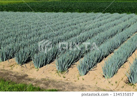 Green onion field Shonai, Yamagata Prefecture 134535857