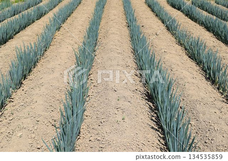 Green onion field Shonai, Yamagata Prefecture Green onion field Shonai, Yamagata Prefecture 134535859