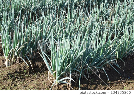 Green onion field Shonai, Yamagata Prefecture 134535860