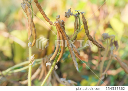 Pulse crop. Vigna mungo seed head in meadow in sunny day. Black matpe plant in gardening. Organic plant in farming. 134535862